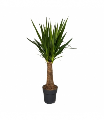 Yucca