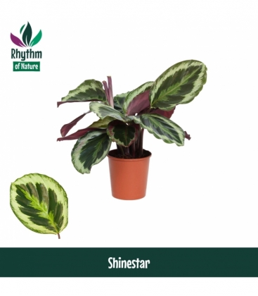 Calathea