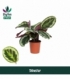 Calathea