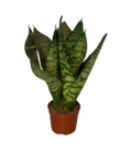 Sansevieria