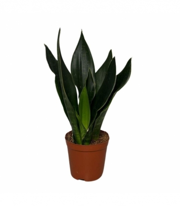 Sansevieria