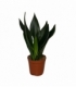 Sansevieria