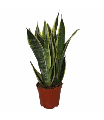 Sansevieria