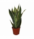 Sansevieria