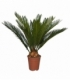 Cycas