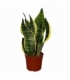 Sansevieria