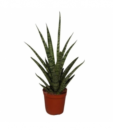 Sansevieria