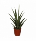 Sansevieria