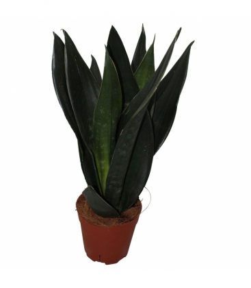 Sansevieria