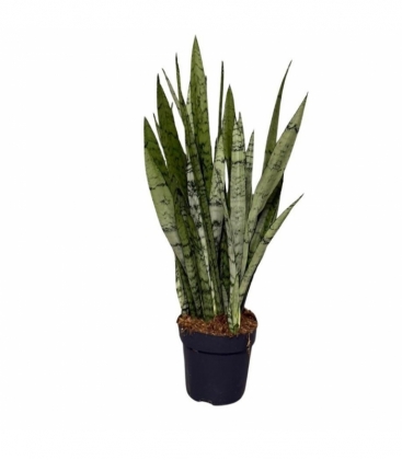 Sansevieria