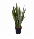 Sansevieria