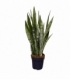 Sansevieria