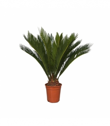 Cycas