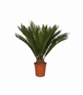 Cycas