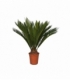 Cycas