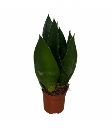 Sansevieria