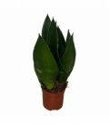 Sansevieria