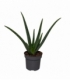 Aloe