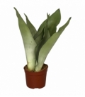 Sansevieria
