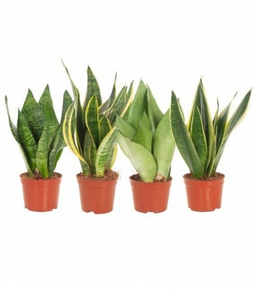 Sansevieria