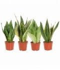 Sansevieria