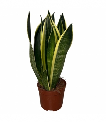 Sansevieria