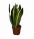 Sansevieria