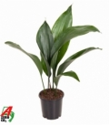 Aspidistra