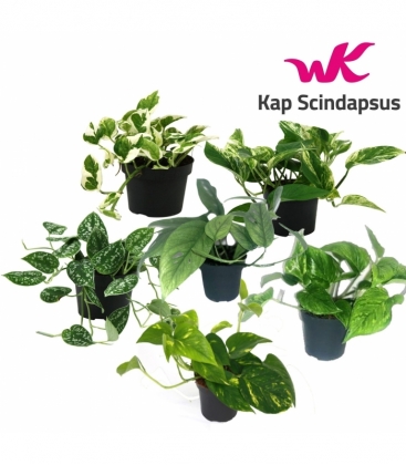 Scindapsus