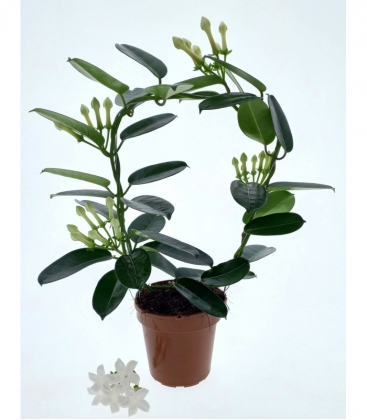 Stephanotis
