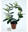 Stephanotis