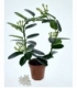 Stephanotis