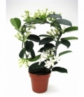 Stephanotis