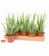 Aloe