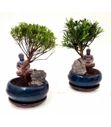 Bonsai