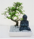 Bonsai