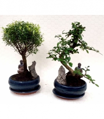 Bonsai