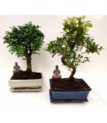 Bonsai