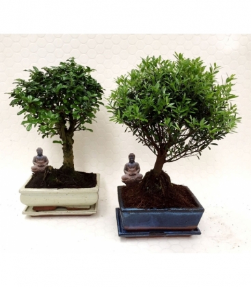 Bonsai