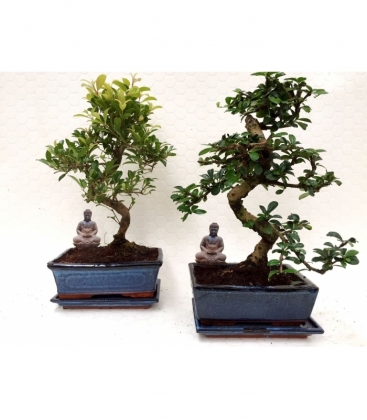 Bonsai