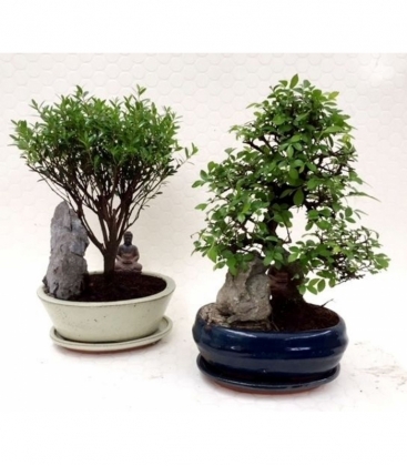 Bonsai