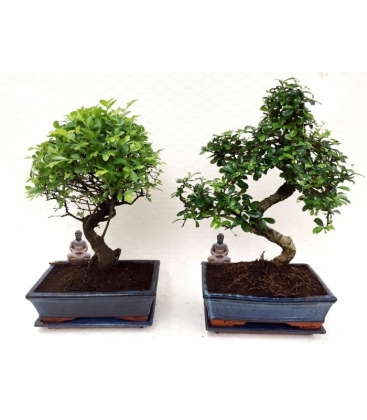Bonsai