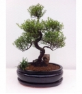 Bonsai