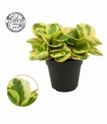 Peperomia