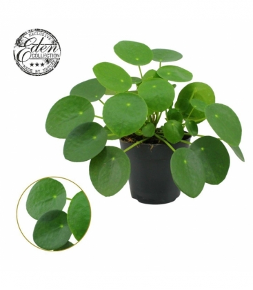 Pilea
