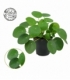 Pilea