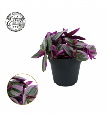 Tradescantia