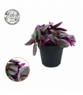 Tradescantia