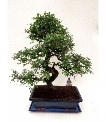Bonsai