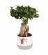 Ficus